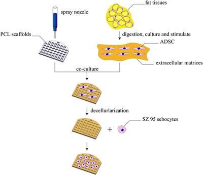 3D-Printed Poly-Caprolactone Scaffolds Modified With Biomimetic Extracellular Matrices for Tarsal Plate Tissue Engineering